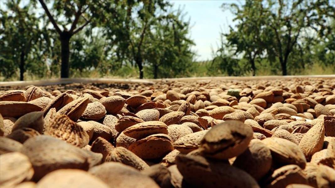 En faydalı kuruyemişler listesi değişti: İlk 3 şaşırtıyor 9